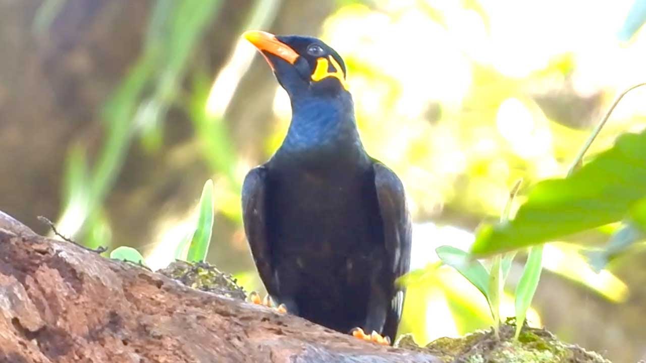 Stunning Bird PREPARES to Sing a Beautiful Song!