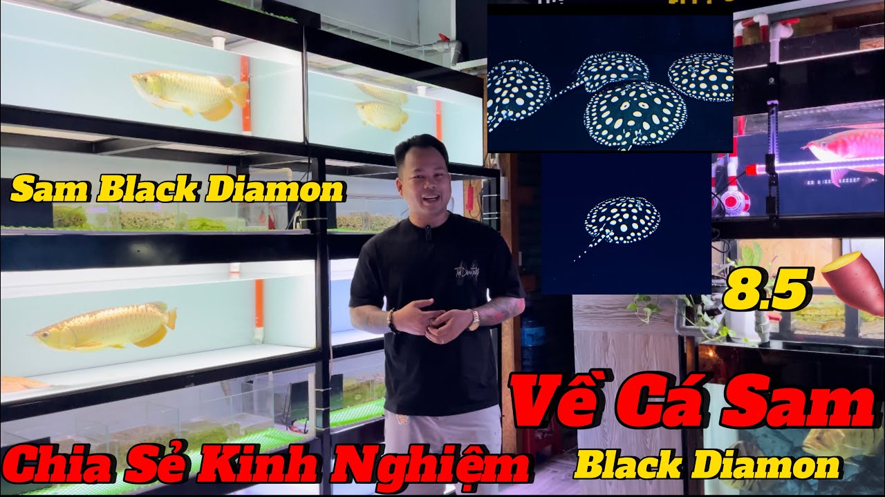 Nên Lựa Chọn Cá SAM Như Thế Nào Để Nuôi Hạn Chế Rủi Ro | Chơi SAM Cảnh Có Khó Không ?