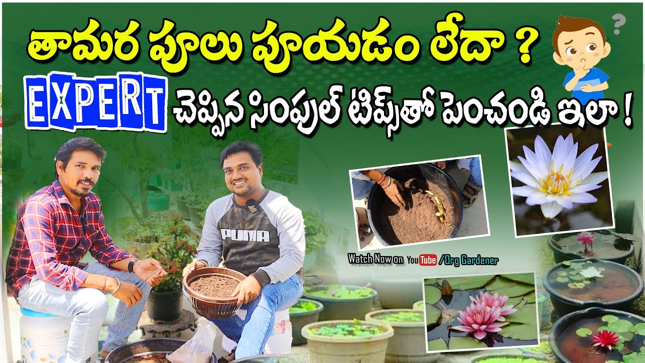How to grow Lotus plant at home || full training workshop #lotus  #waterlily #aqua