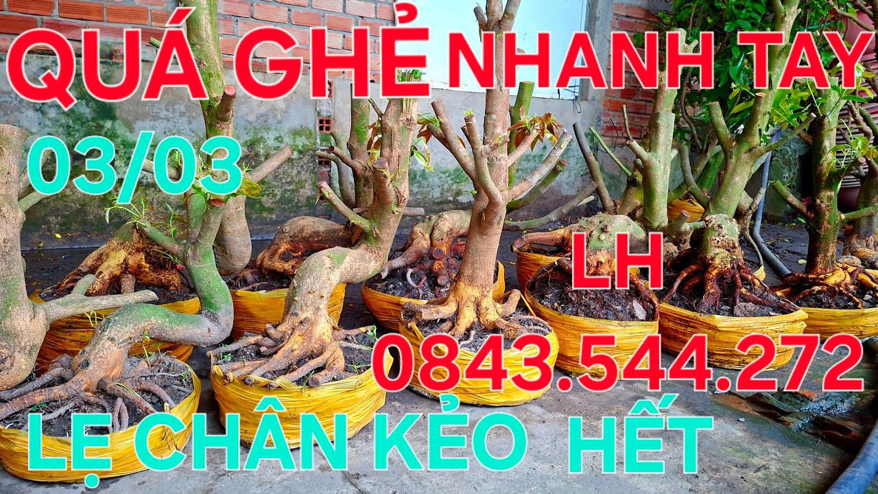 Hoành to đế đẹp tay cành đều giá sinh viên LH 0843.544.272 ( HẢI )@.COM.VN