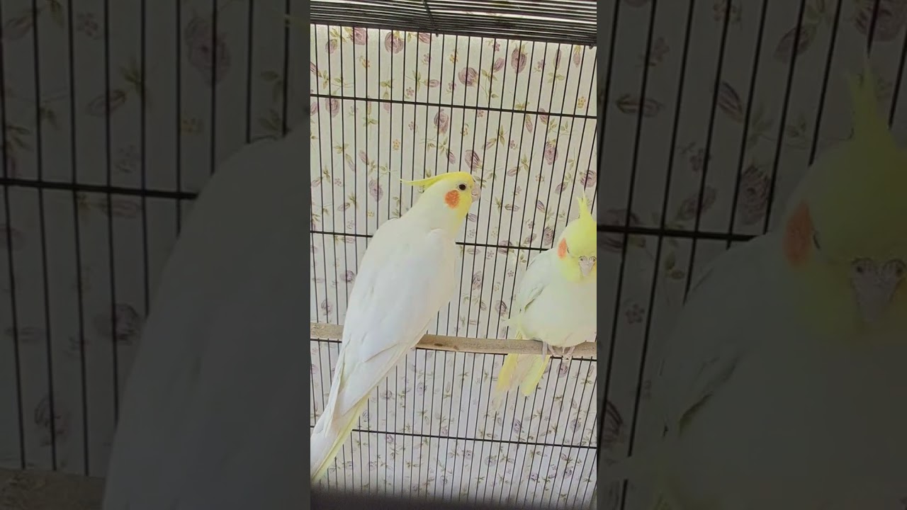 COCATIEL BIRDS BUDDY AND EVA