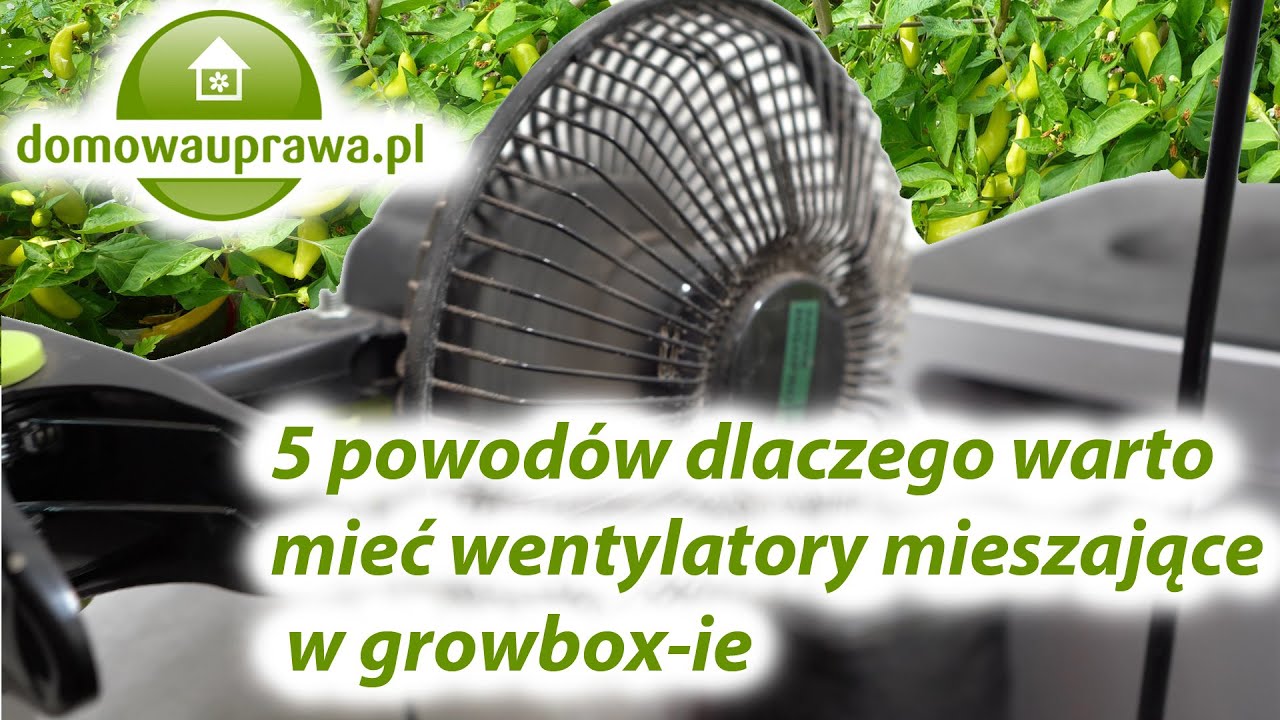 Prawidłowa wentylacja podczas uprawowy, 5 powod&oacute;w za wentylatorami mieszającymi w growbox-ie