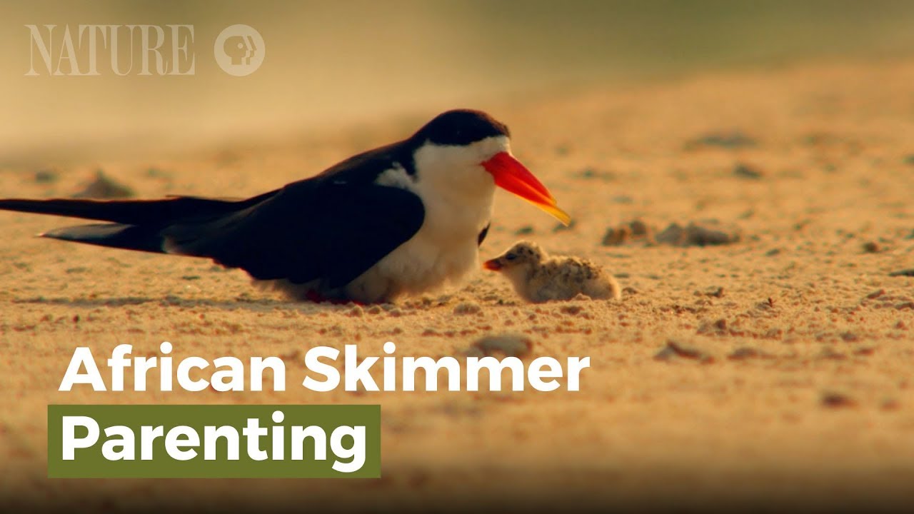 African Skimmer Parenting