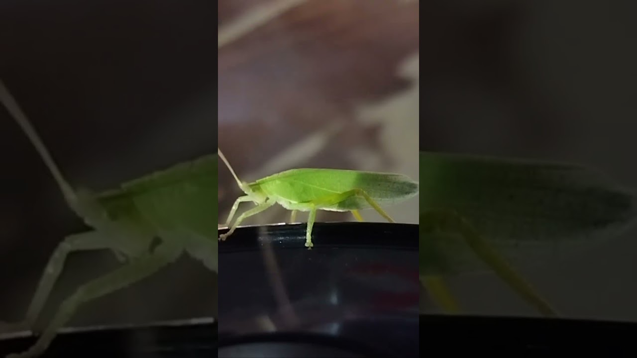 #grasshoper sound.