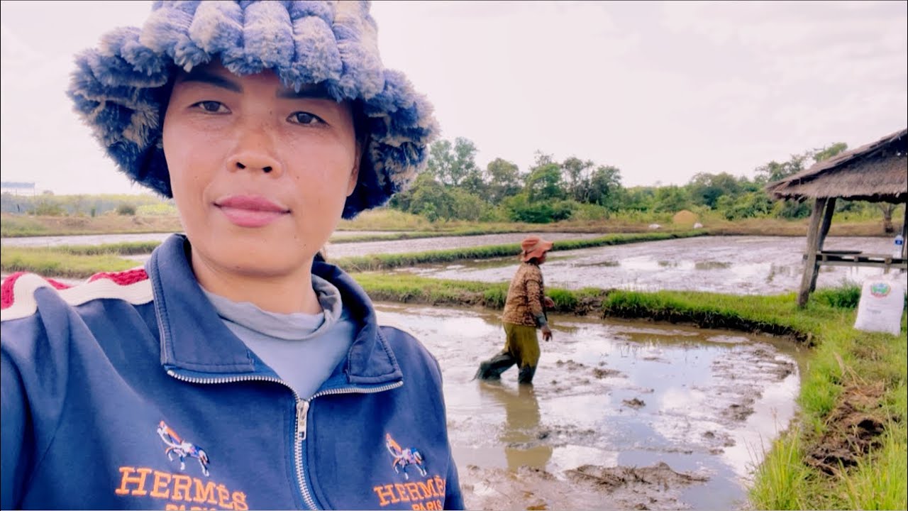 ទៅមេីលអុីបាចស្រូវ Today I went to see if I could spread some rice.@SokleangFamilylife