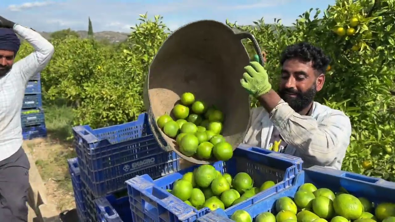 Work in Spain 🇪🇸🍊|| Part -3 || #punjabmade #punjabisongs #subscribe #shorts #vlog #newpunjabisong 