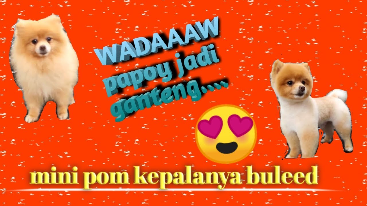 CARA GROOMING ANJING POM | cukur bulu