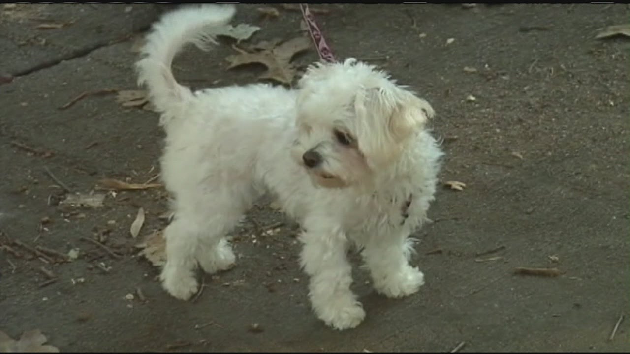 PAWS Act cracks down on animal abuse