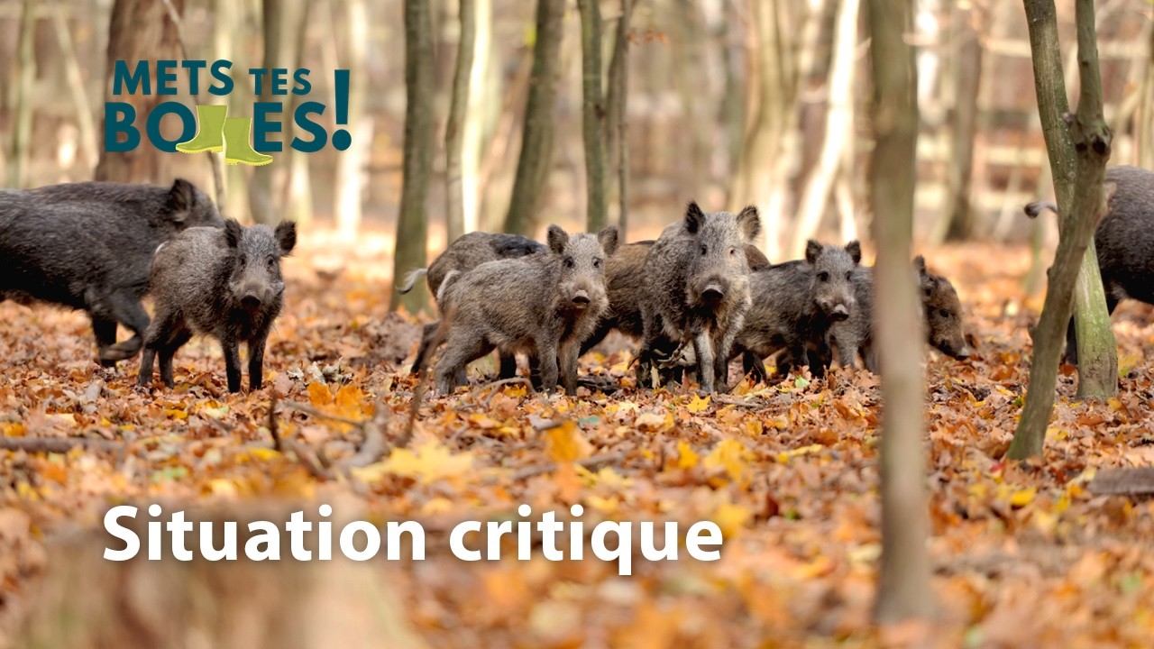 Surpopulation de sangliers : la chasse peut-elle tout régler ?