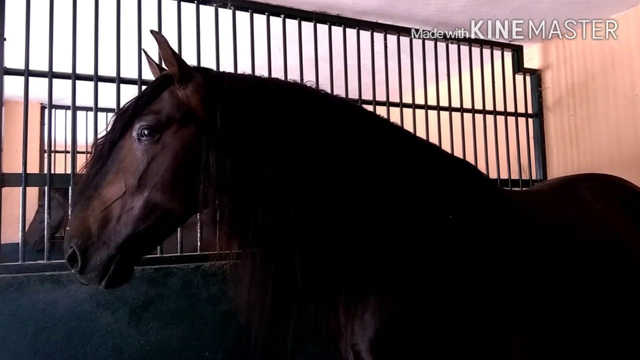 Caballo P.R.E Atila BC