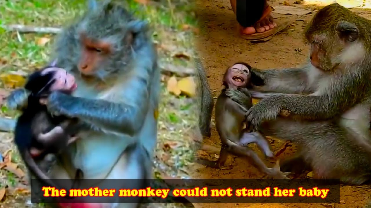 The baby monkey lost his temper and clung to his mother, who could not get him off.