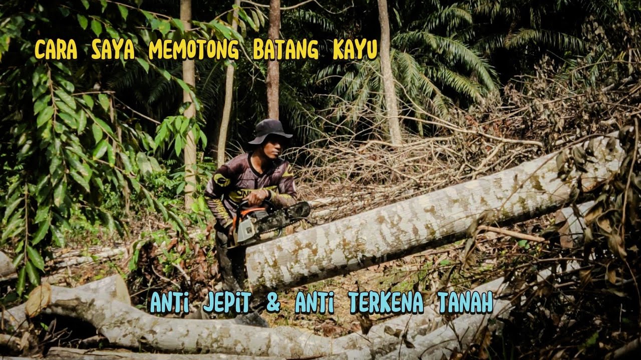 Memotong batang kayu bekas tebangan yang menghalangi jalan.