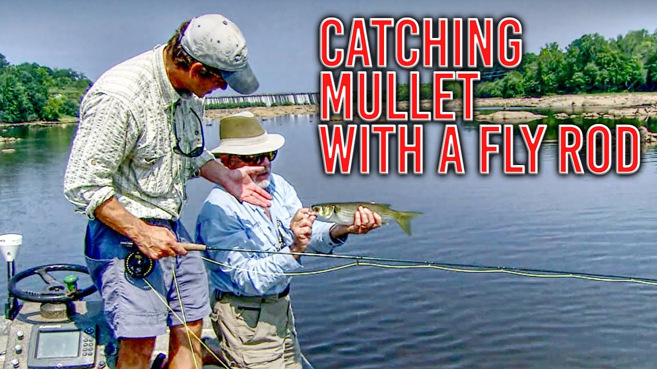 Secrets to Catching Mullet with a Fly Rod
