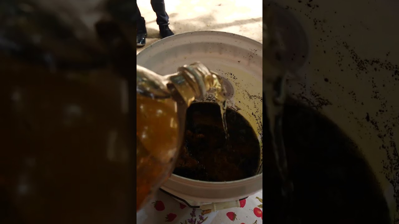 🇬🇾 Making Cassava Wine in Guyana Jungle #shorts