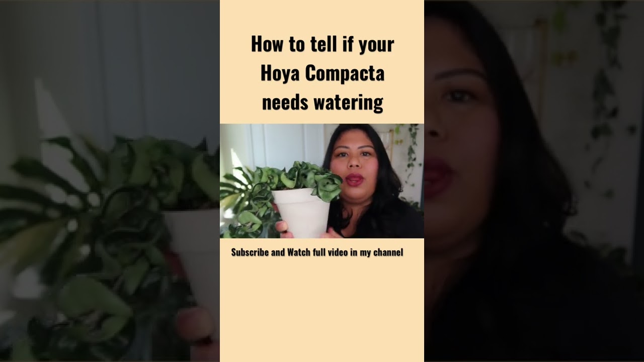 How to tell if your Hoya Compacta plant needs watering #shorts #plantshorts