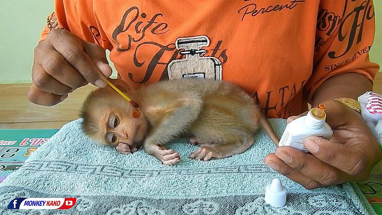 Poor Little Monkey | Mom Cleaning Ears And Wound For Orphan Baby Monkey