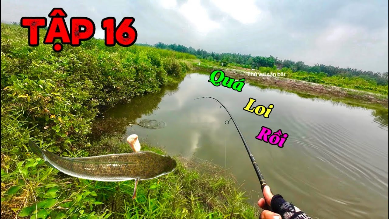 Câu cá lóc tập 16. Hôm nay cá ăn mạnh bạo ghê luôn .Spearfishing vietnam.@Thuvuisanbat62 
