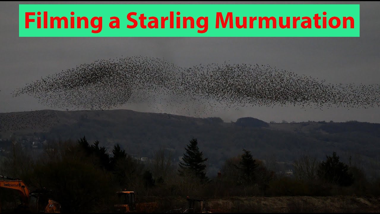 Filming a Starling Murmuration