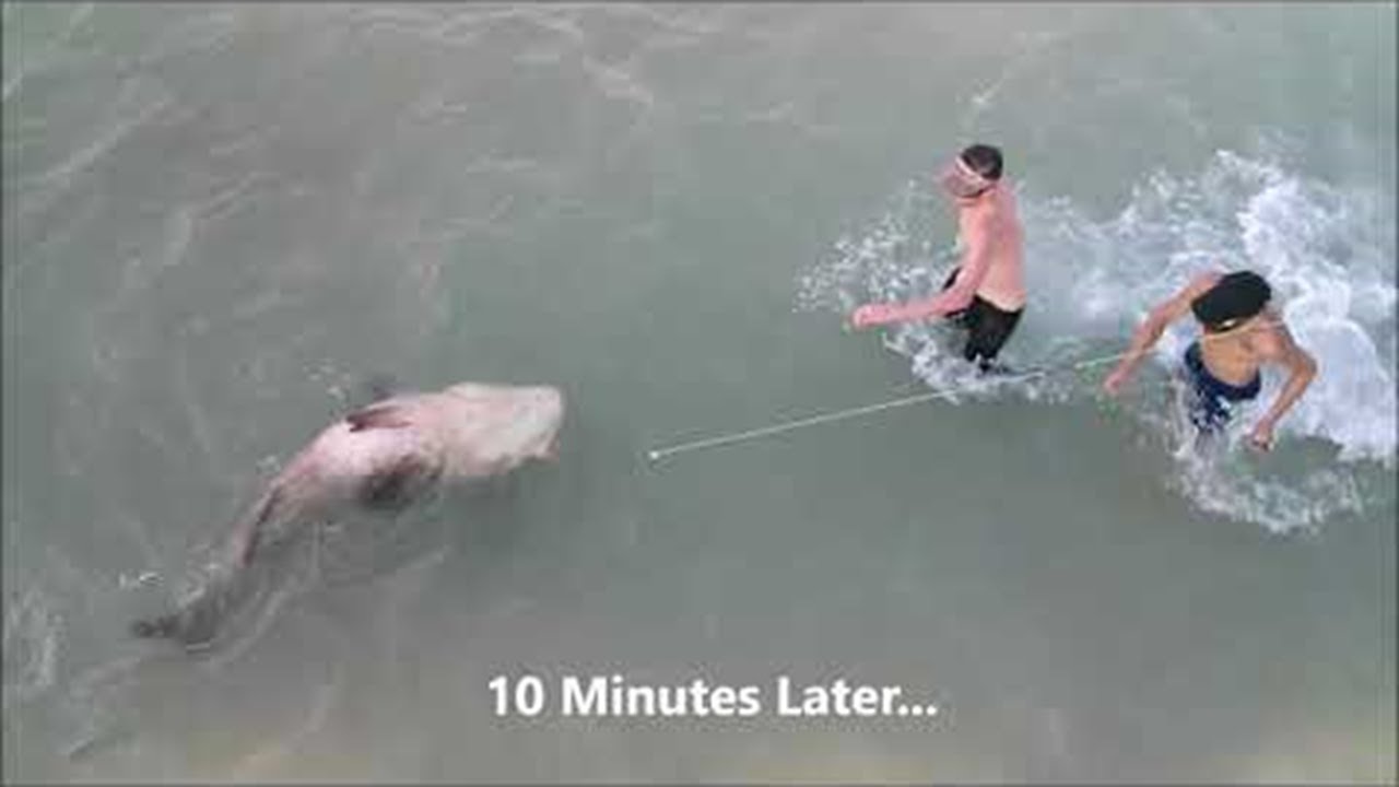 Huge Goliath Grouper Caught at Fishing Pier || ViralHog