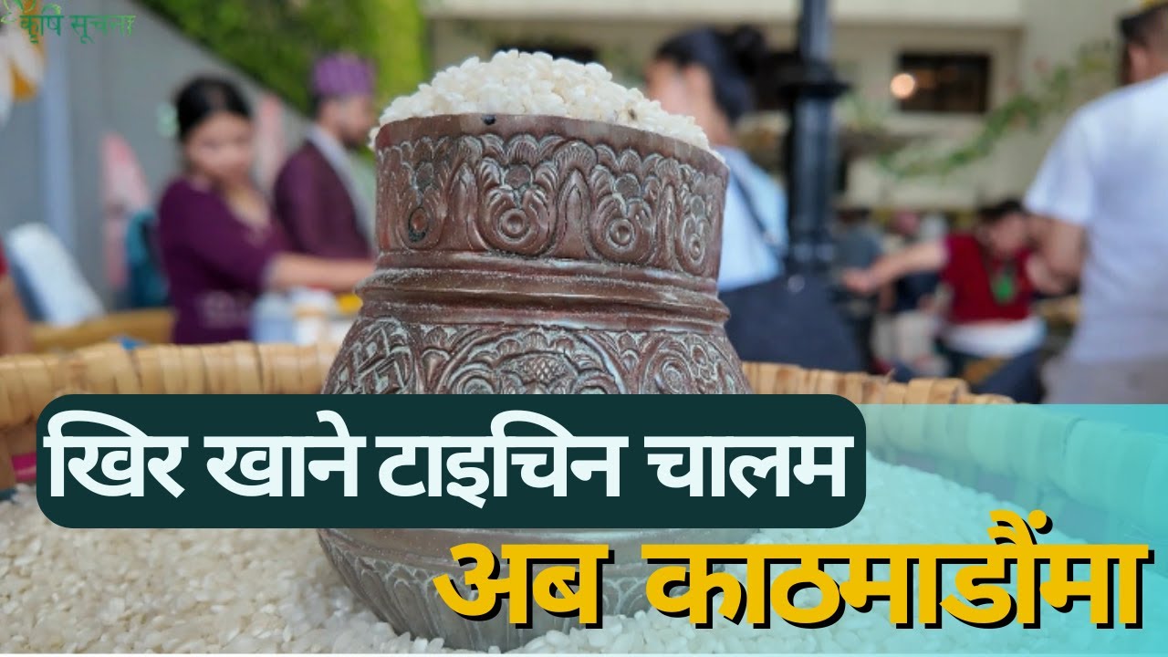 खिर खाने टाइचिन चालम I अब  काठमाडौंमा I Organic Farming I Krishinews