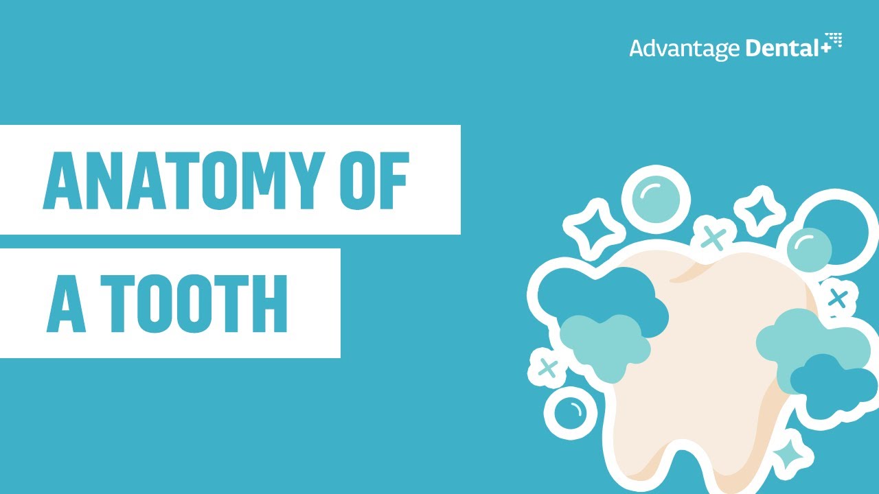 Anatomy of a Tooth