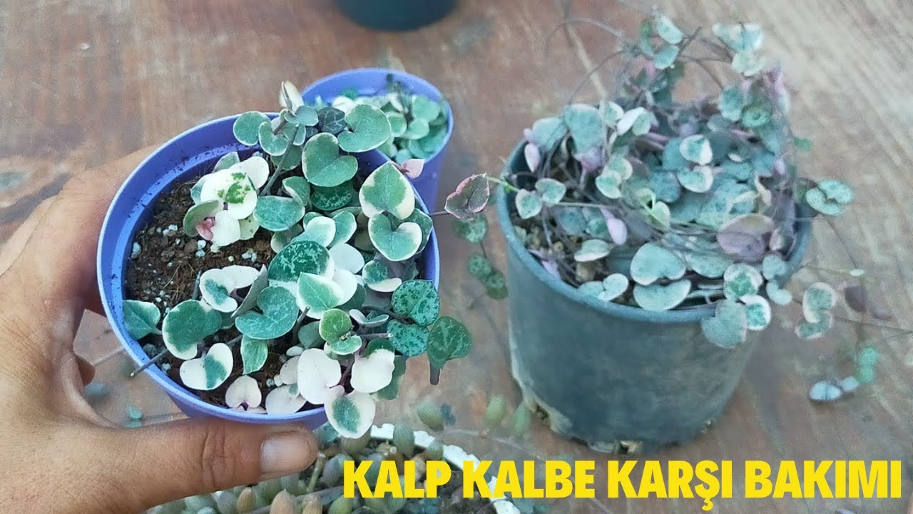 Kalp Kalbe Karşı Çiçeği Üretimi Bakımı/ Ceropegia Woodii