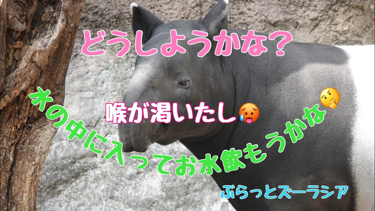 水の中に入ろうかどうか迷ってる🤔ひでお君♬