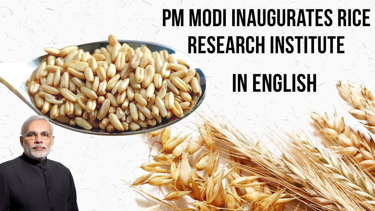 International Rice Research Institute in Varanasi, IRRI SARC a new hub for Rice research & training