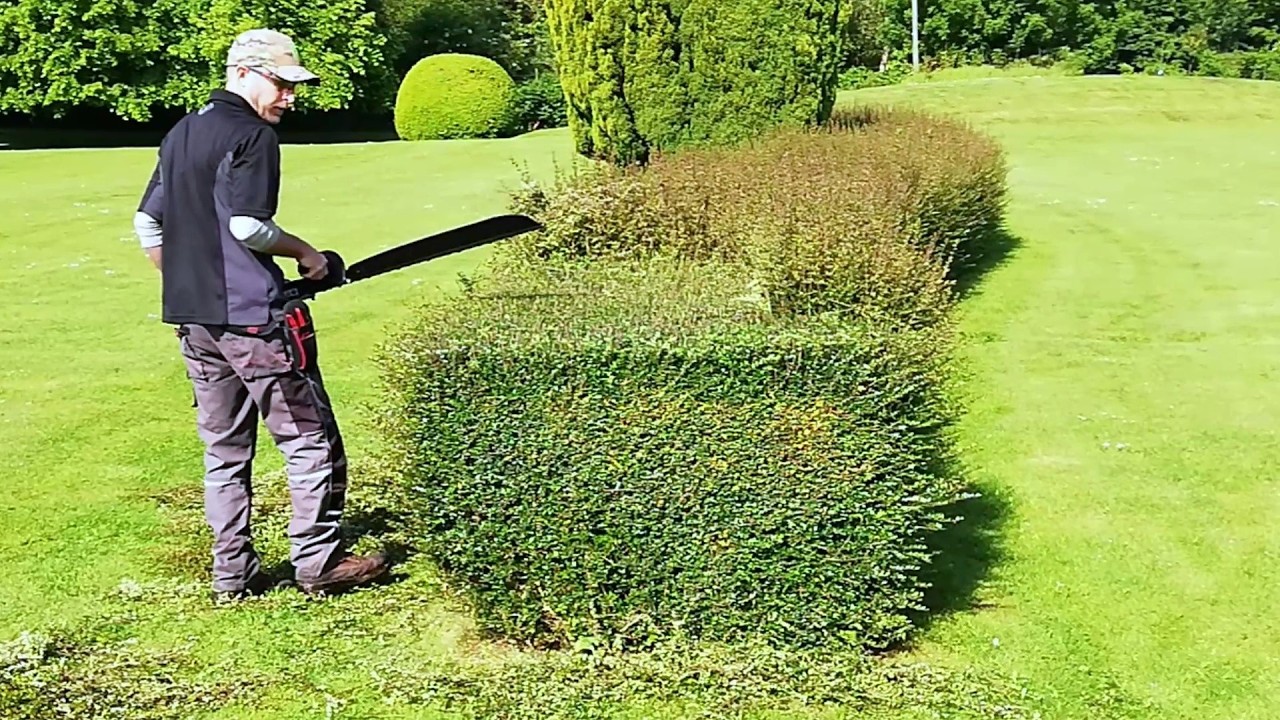 We SAVED A Declining OLD HEDGE, Satisfying Hedge Renovation