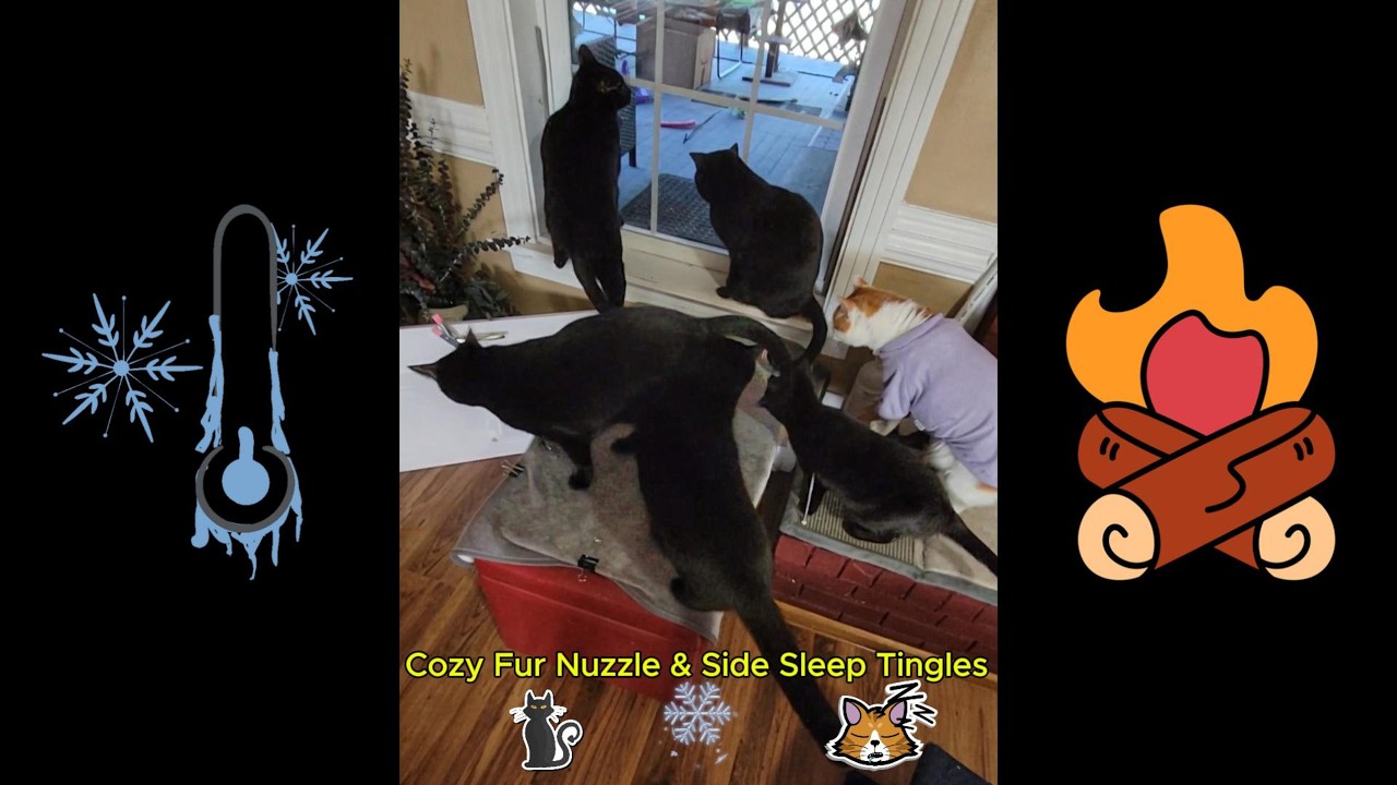 Cozy Black Cat Fur Nuzzle & Side Sleep ASMR 😺 | Soft Calm & Deep Joy Tingles