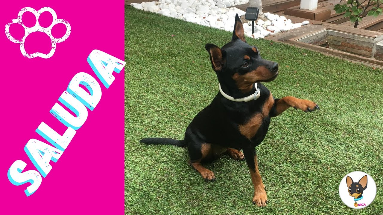Como enseñar a tu perro a dar la pata y saludar · Dogs play
