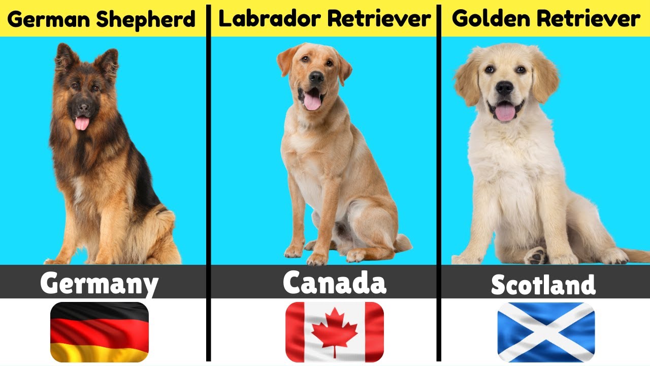 Top Dog Breeds From Every Country | Most Popular & Famous Dogs Worldwide