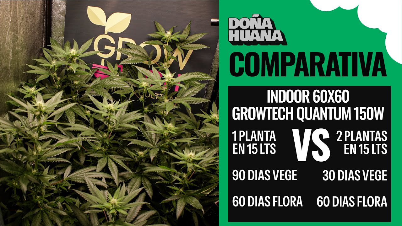 CUANTAS PLANTAS PONGO EN MI INDOOR? / COMPARATIVAS DE PRINCIPIO A FIN / CUANTO TIEMPO DE VEGE?