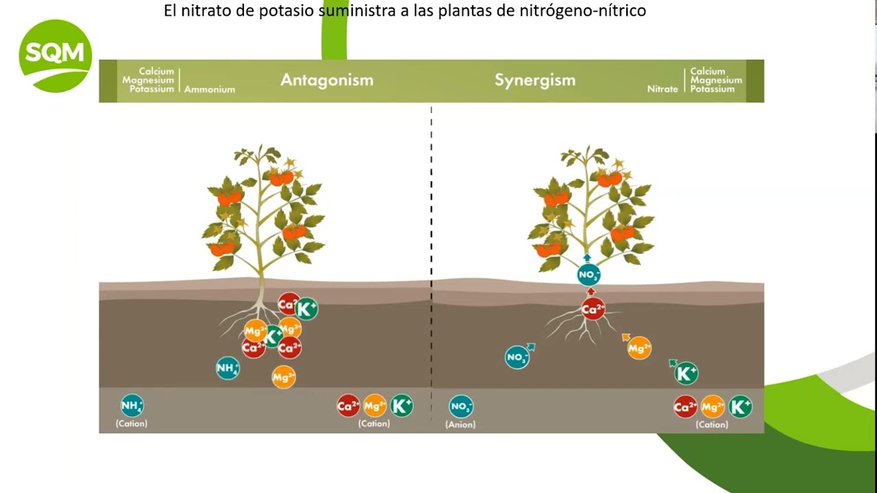 Charla Nutrición en Tabaco de Capa Estrategias para Mejorar Calidad y Rendimiento