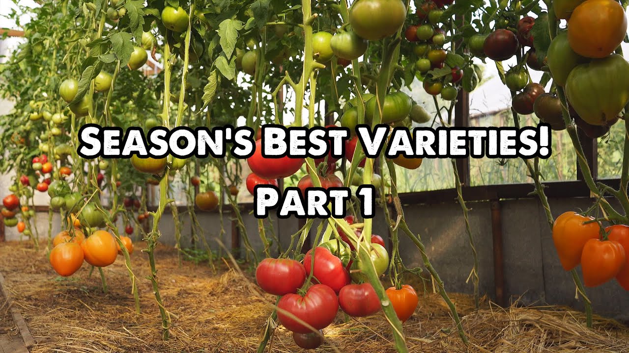 Tomatoes, Season's Best Varieties! Part 1
