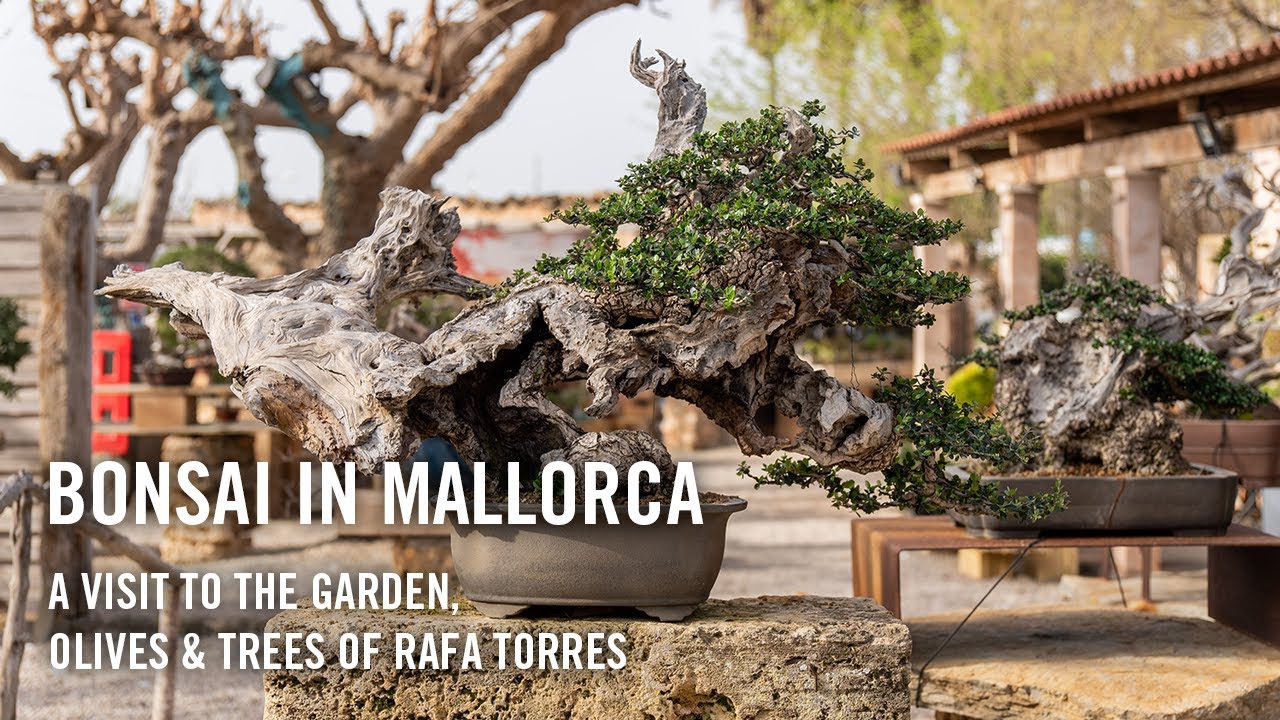 Bonsai in Mallorca, Spain