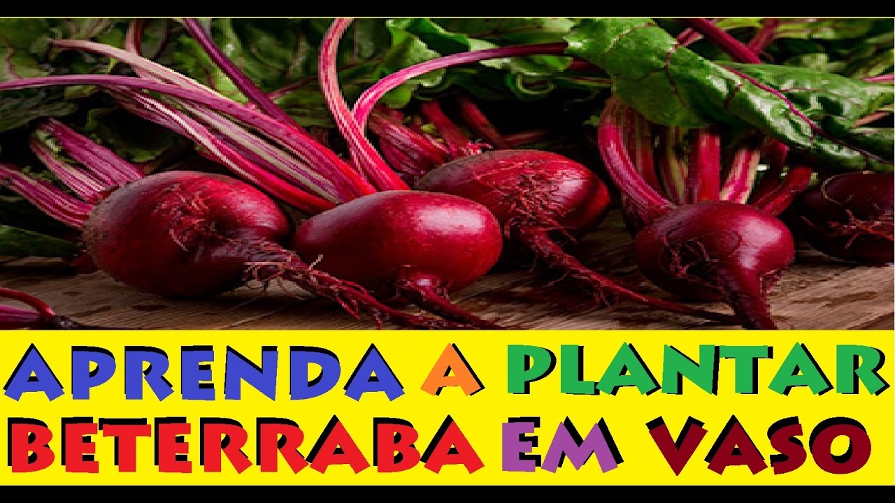 Incrível, cultive beterraba em pequenos espaços, até em garrafa pet, muito fácil!!