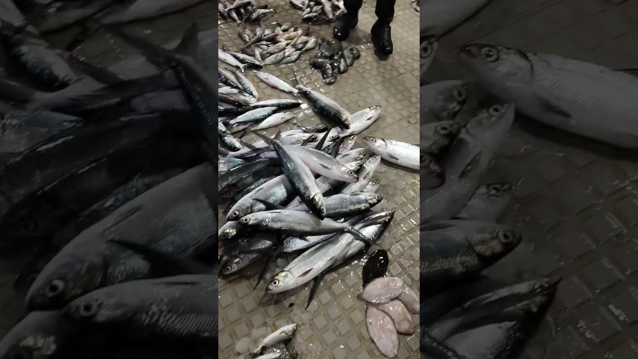 4.30 AM North Paravur Market #feedshorts #shorts
