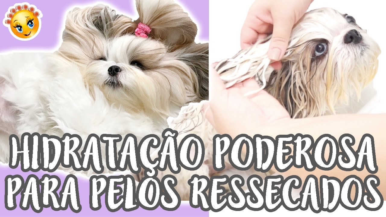 Hidratação Poderosa Para Cães Com Pelos Lisos/Longos E Ressecados (Como Fazer Em Casa) ♡ Lói Cúrcio
