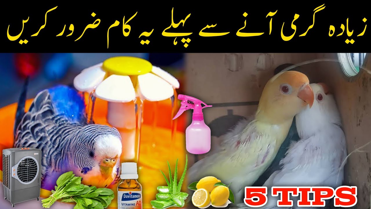 Must do this before extreme summers | Zaida germi se pehle ye kam zaroor karien