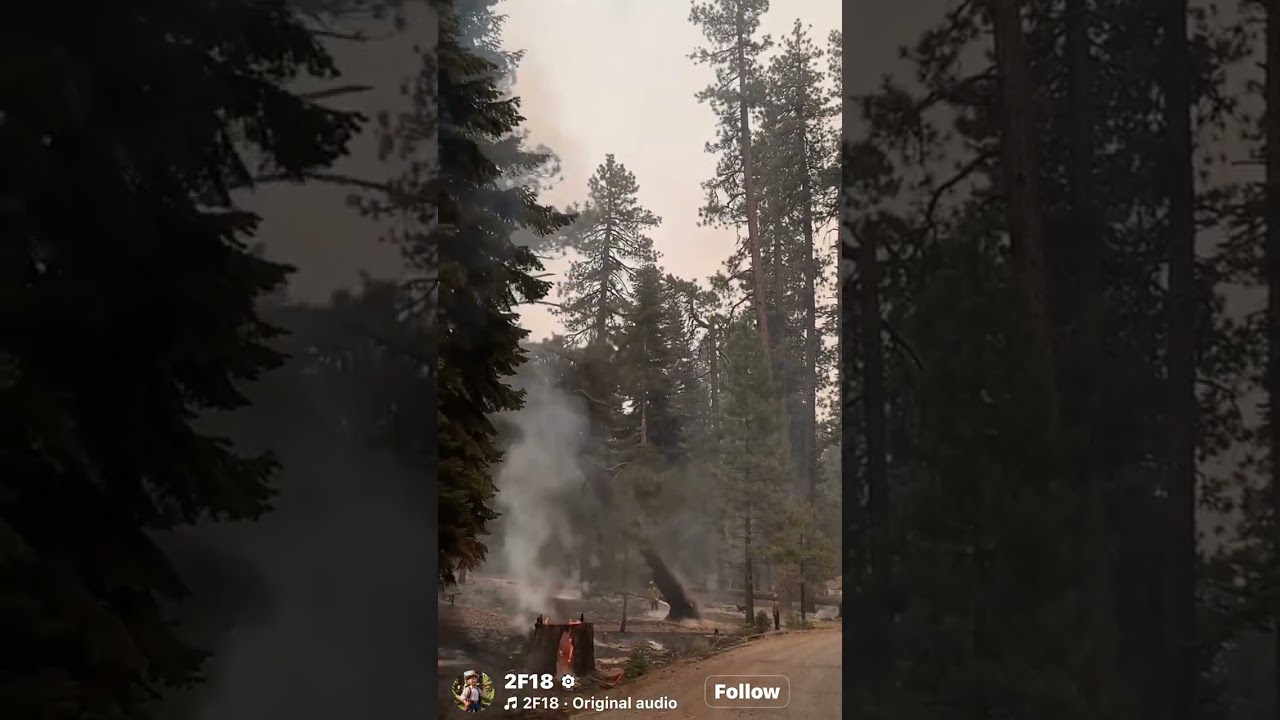 Tree falling onto ash covered ground.  #wildfire #firefighter