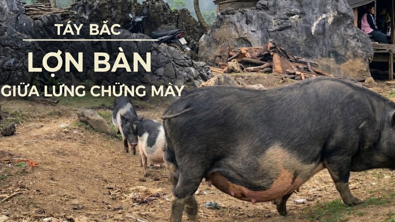 Cuộc sống vùng cao Tây Bắc : Lợn Bản & Núi Rừng| POV Gen Alpha Khám Phá Văn Hóa Việt Nam 🇻🇳 