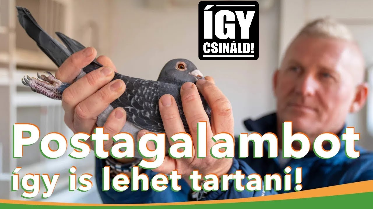 Postagalambot így is lehet tartani! | verseny, hobbi, relaxáció egyben | MMG