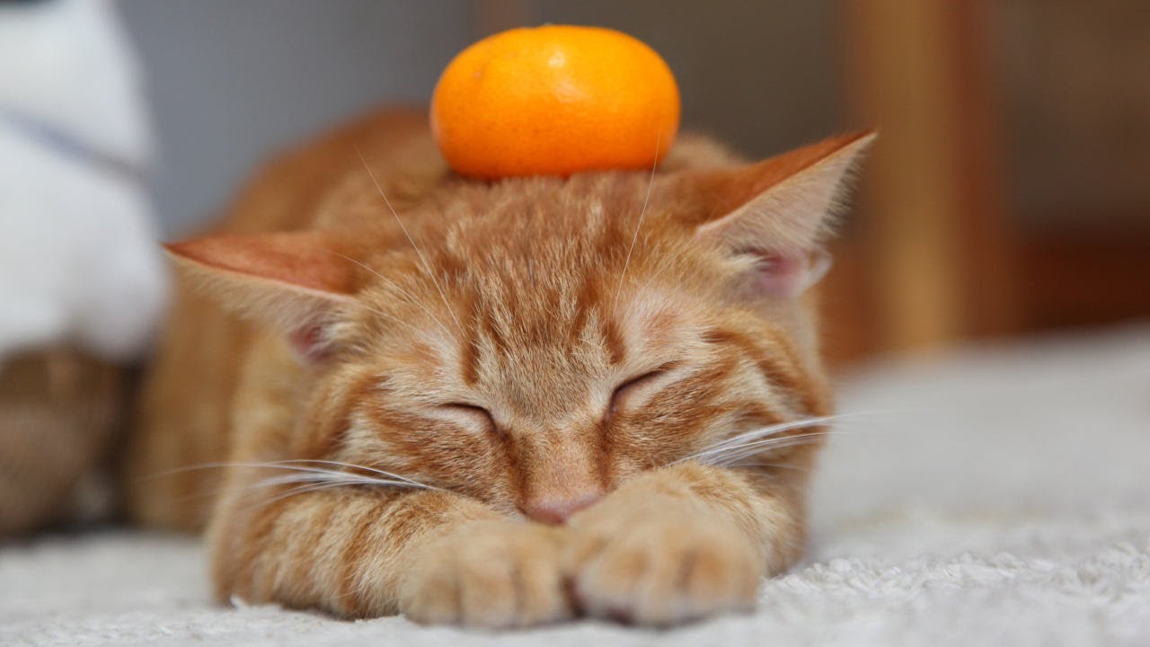 こたつのねこたちLIVE配信　　2026年1月17日