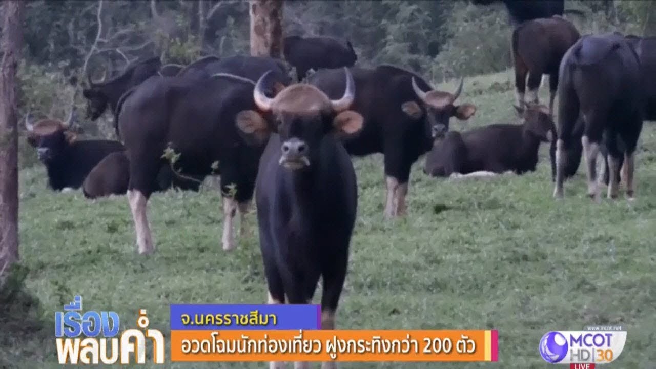 อวดโฉมนักท่องเที่ยว ฝูงกระทิงกว่า 200 ตัว