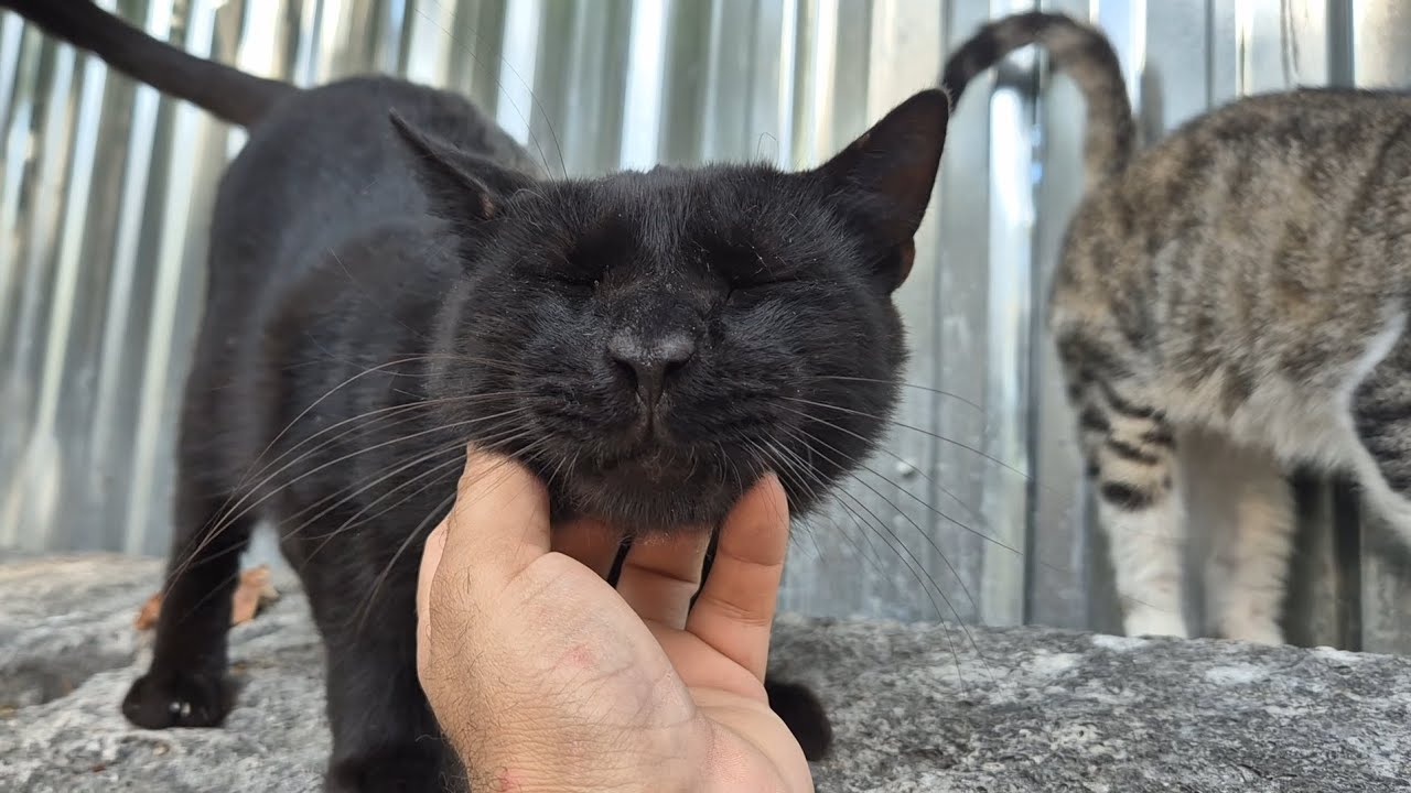 Very beautiful and friendly street cats
