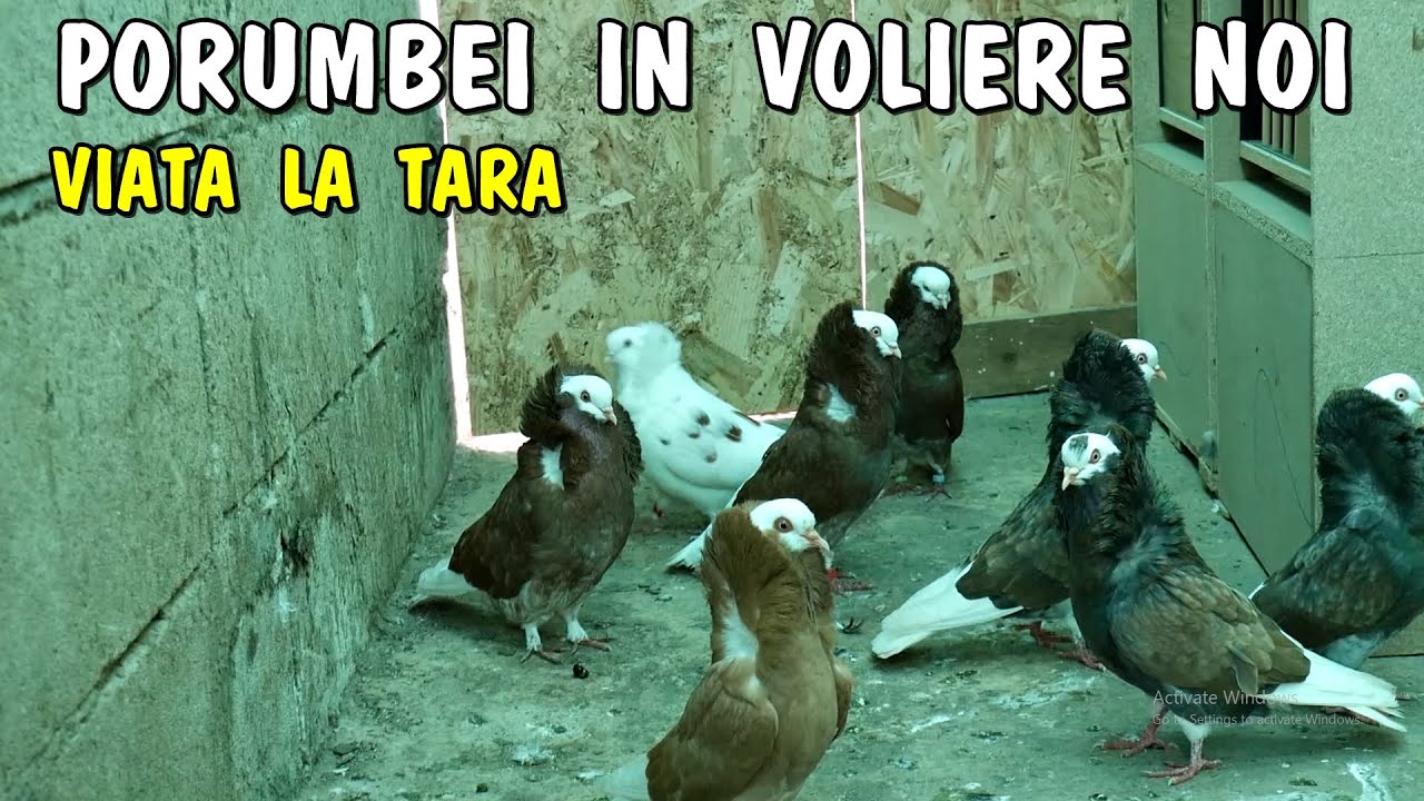 Viața la țară - Am băgat porumbeii în noile voliere