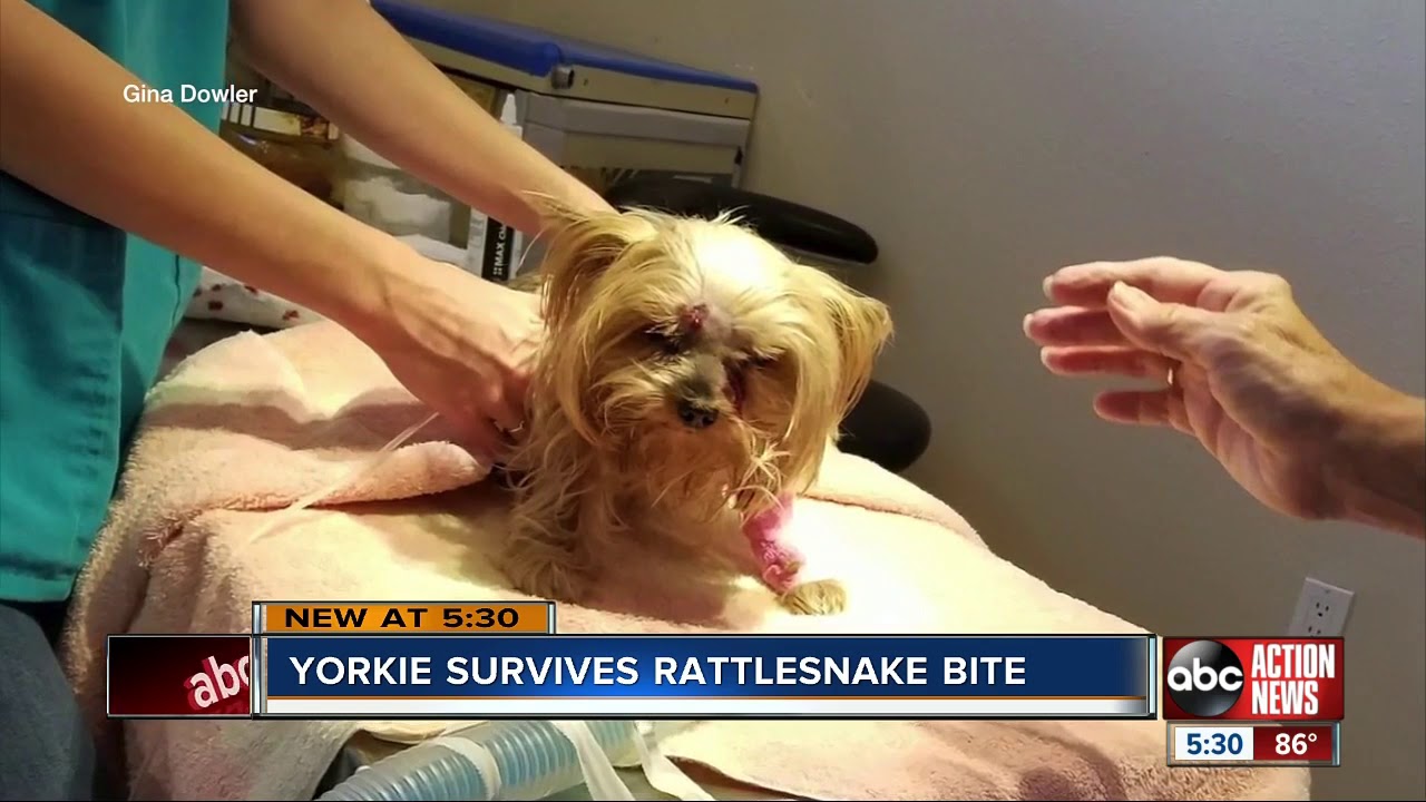 Tiny dog survives venomous bite from rattlesnake drawn to yard by bird feeder