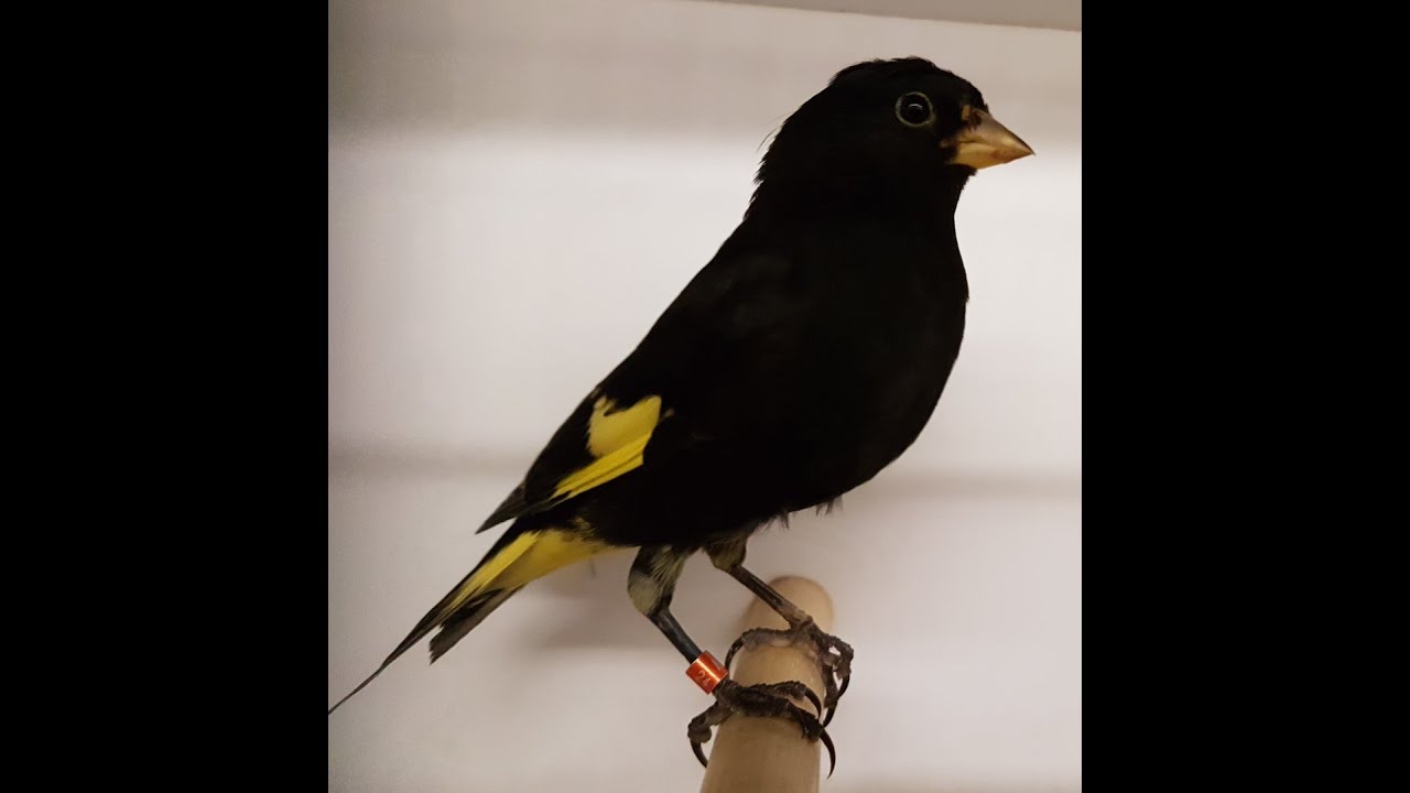 Kış Sezonunu Açtım (Atrata-Mozambik-Gouldian)