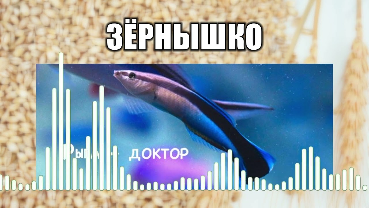 Зёрнышко // 1 Рыба  - доктор